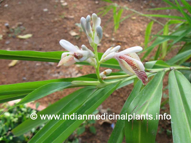 Alpinia Galanga - RASANA