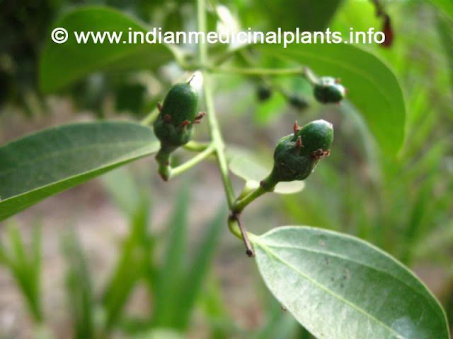 Cinnamomum zeylanicum - TWAK.jpg