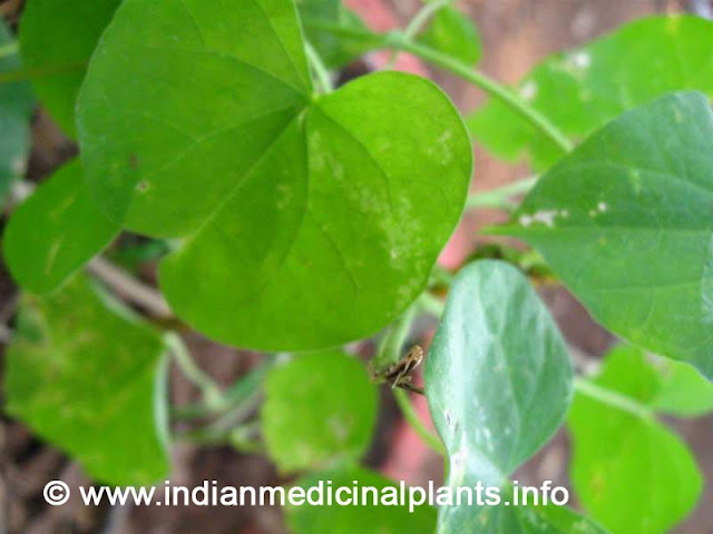 Guduci - Tinospora cordifolia