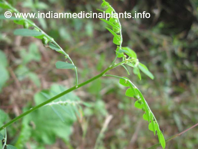 Phyllanthus niruri - bhu amalaki boo amalaki
