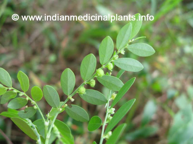 Phyllanthus niruri - bhu amalaki boo amalaki