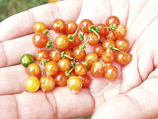 Solanum nigrum - Black Nightshade - kakamanchi