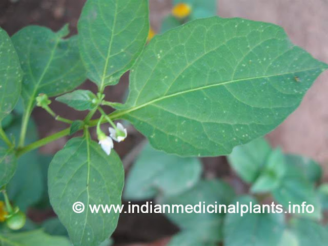 Solanum nigrum - Black Nightshade - kakamanchi 