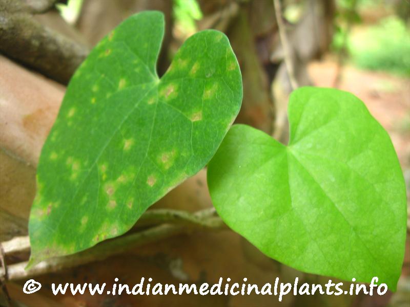 Tinospora cordifolia-1 (1).JPG