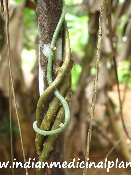 Tinospora cordifolia-1 (3).JPG