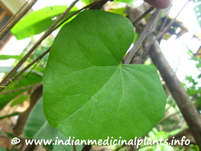 Tinospora cordifolia-1 (4).JPG