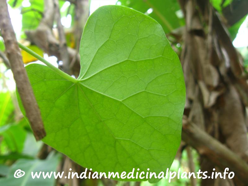 Tinospora cordifolia-1 (5).JPG