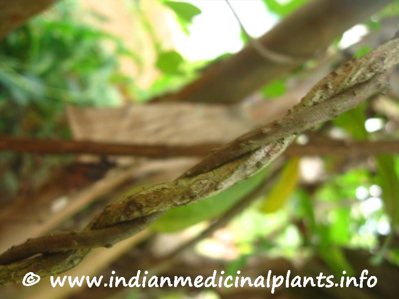 Tinospora cordifolia-1 (8).JPG