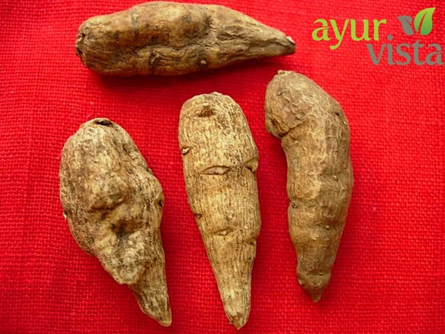 Aconitum heterophyllum-2 .jpg