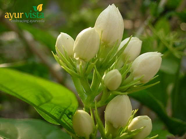 Jasminum officinale.jpg