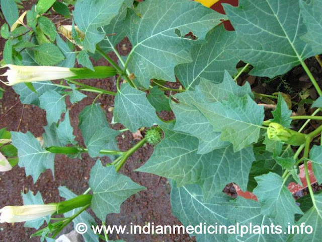 datura metel -Dhatura 1.jpg