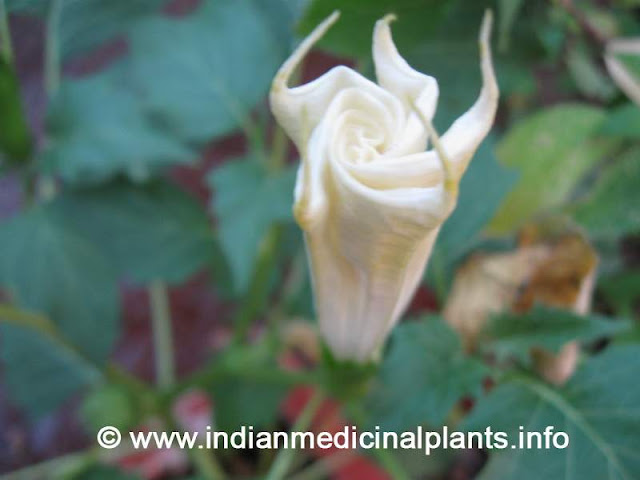 datura metel -Dhatura 2.jpg