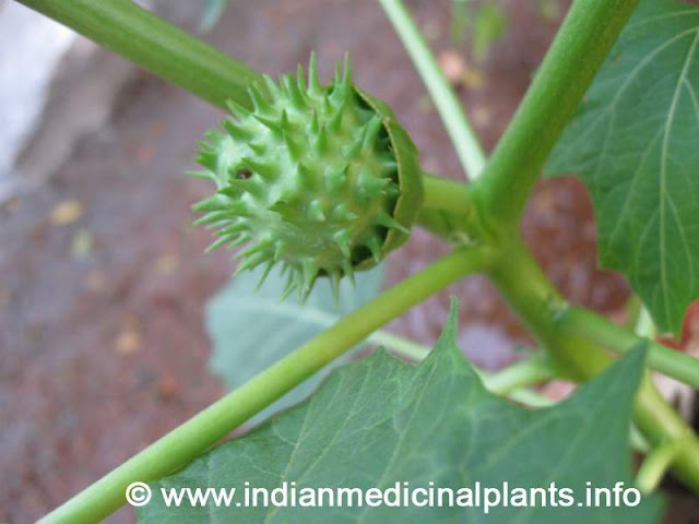 datura metel -Dhatura  3.jpg