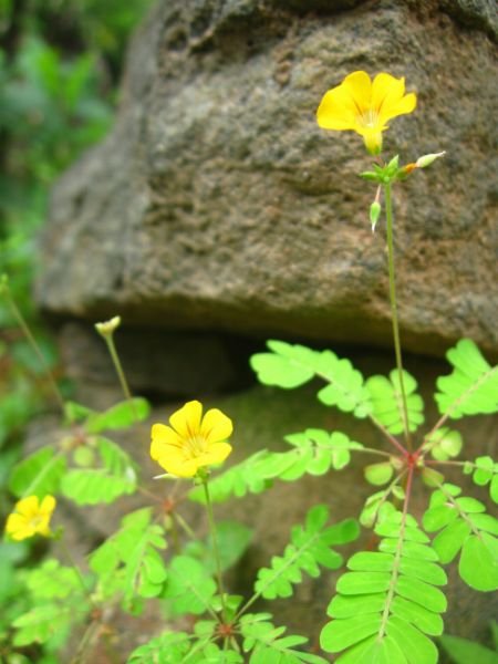 Mukkutti -Biophytum sensitivum