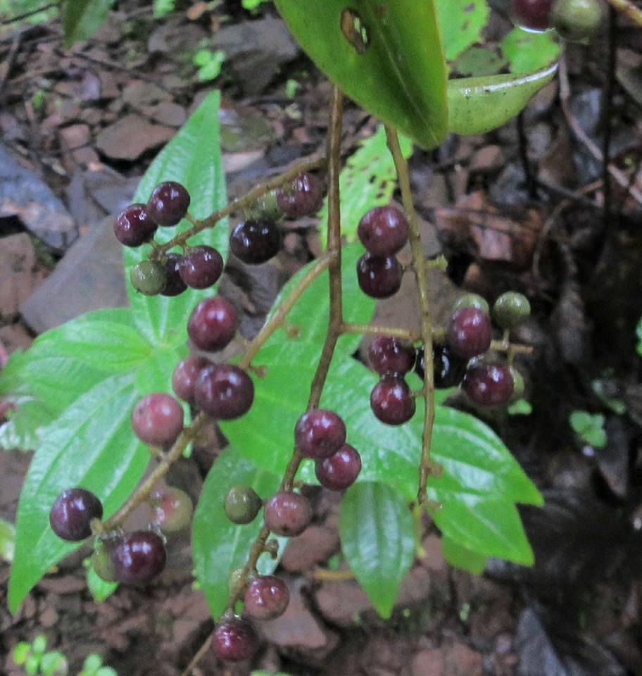 Embelia ribes-1.jpg