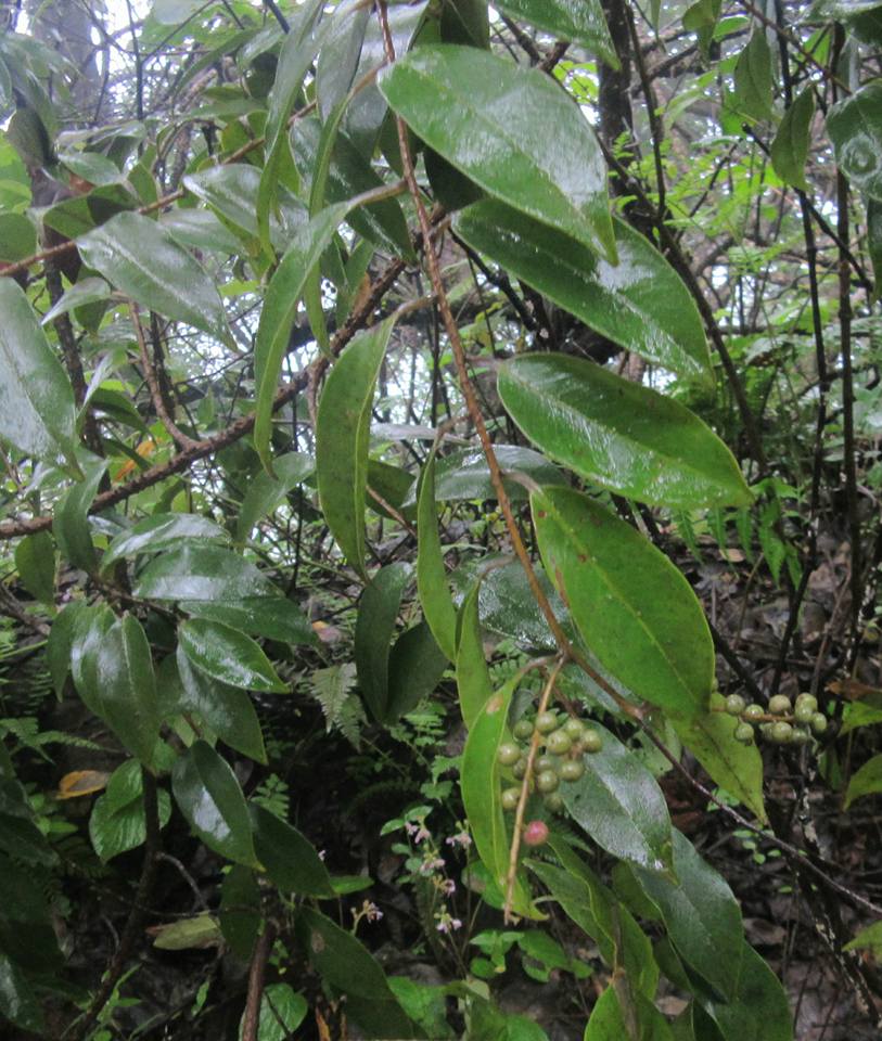 Embelia ribes-3.jpg
