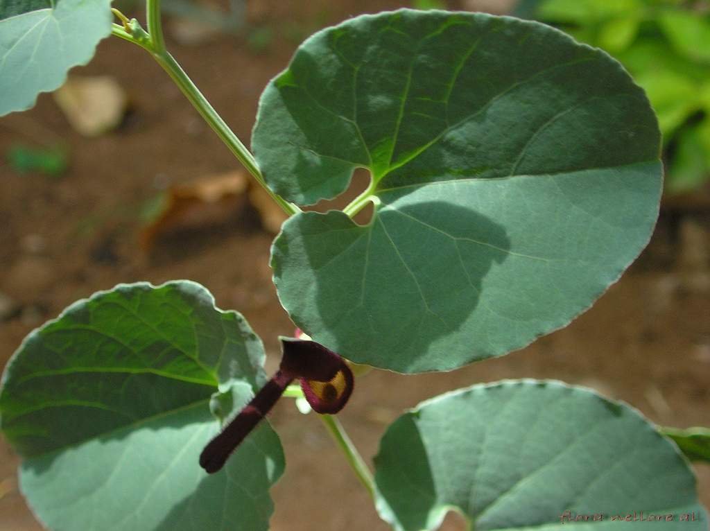 Aristolochia bracteata-1.jpg