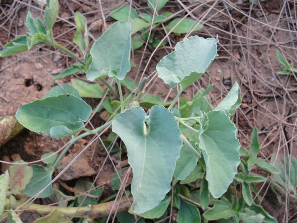 Aristolochia bracteata