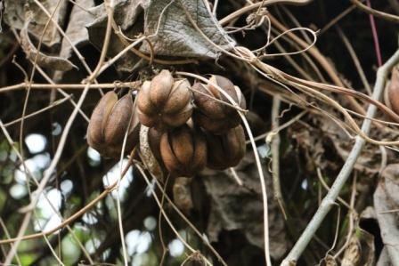 Aristolochia-indica-1.jpg