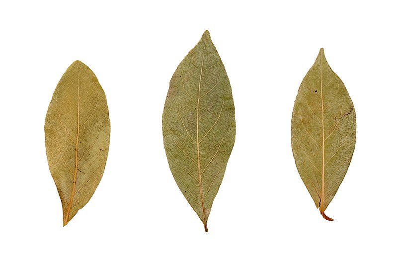 Cinnamomum tamala