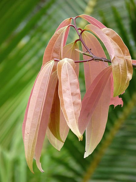Cinnamomum tamala