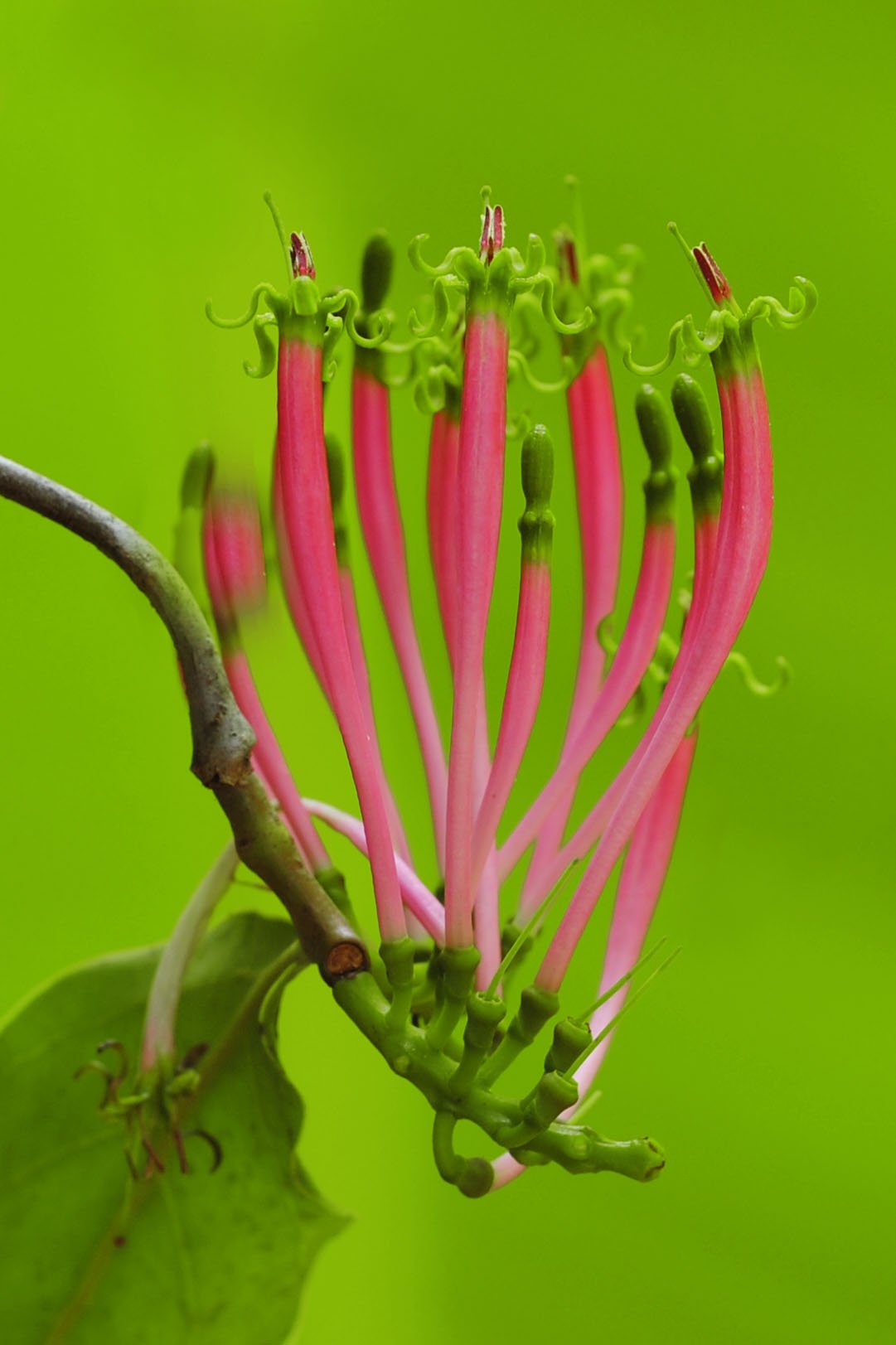 Dendrophthoe-falcata