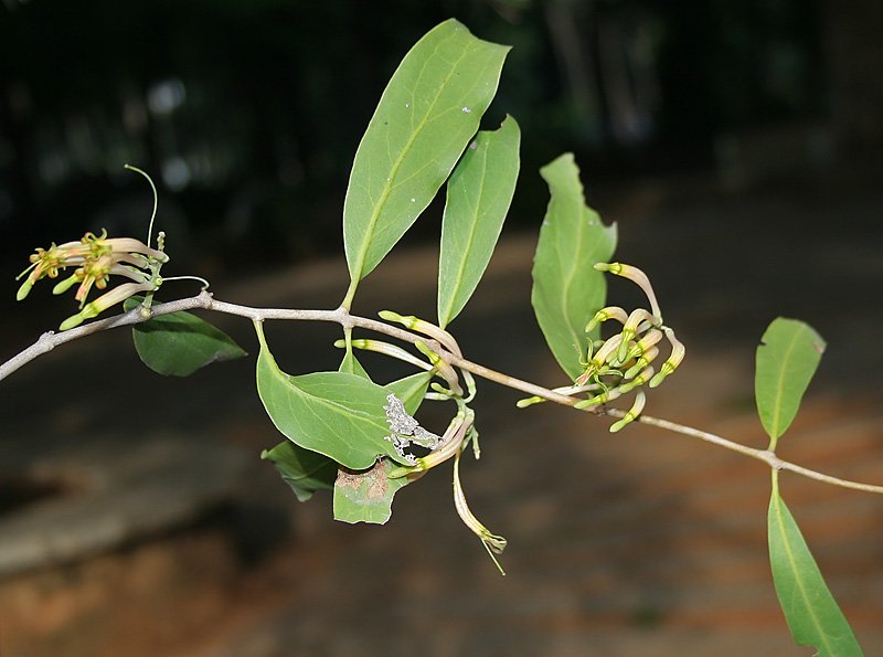 Dendrophthoe-falcata-