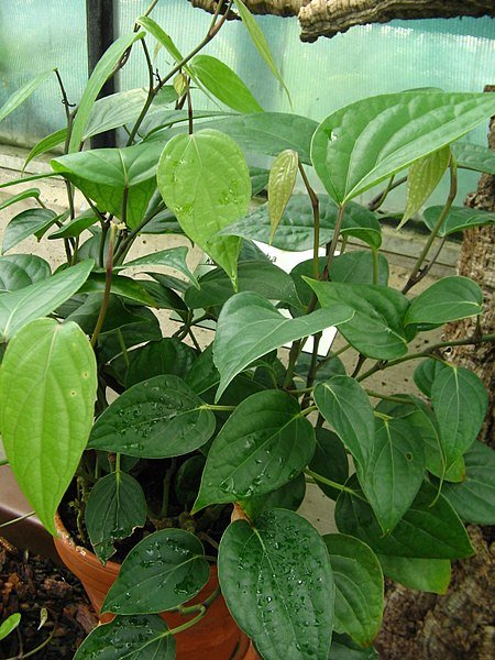 Piper cubeba -1.jpg