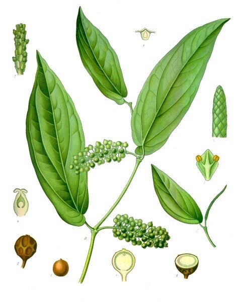 Piper cubeba -2.jpg