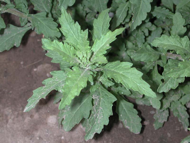 chenopodium-ambrosioides-1.jpg