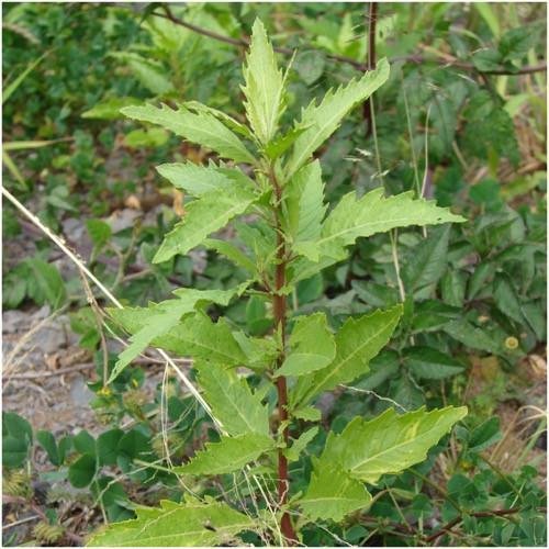 chenopodium-ambrosioides-2