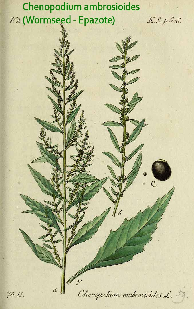 chenopodium-ambrosioides