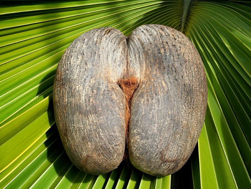 Lodoicea maldivica Double Coconut, sea coconut or Coco de mer-Lodoicea maldivica