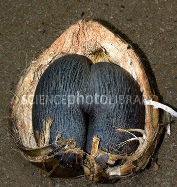 Aklarithenga (അക്ളാരിത്തേങ്ങാ, അക്ലാരിത്തേങ്ങാ ) Double Coconut, sea coconut or Coco de mer-Lodoicea maldivica