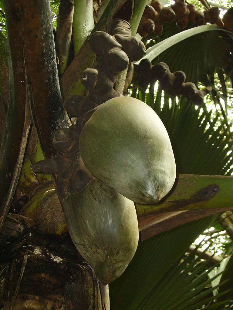 love nut, coco fesse, or Seychelles nut Double Coconut, sea coconut or Coco de mer-Lodoicea maldivica