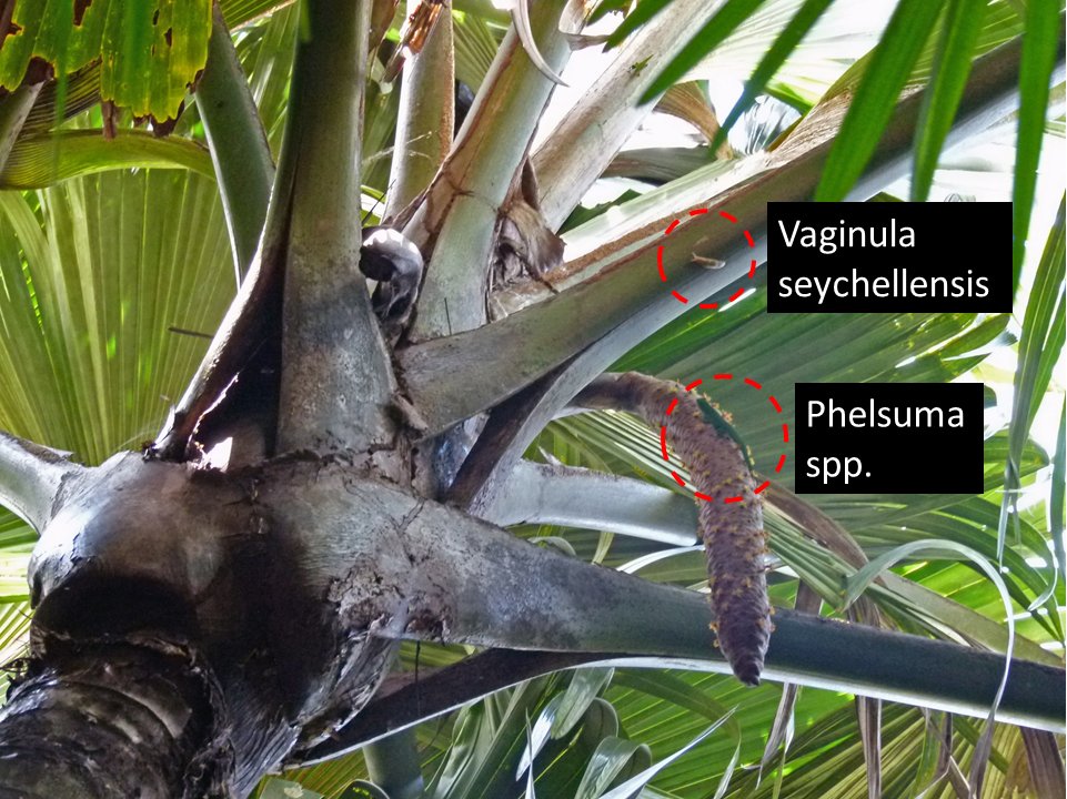sea coconut Lodoicea, commonly known as the sea coconut, coco de mer, or double coconut, is a monotypic genus in the palm family