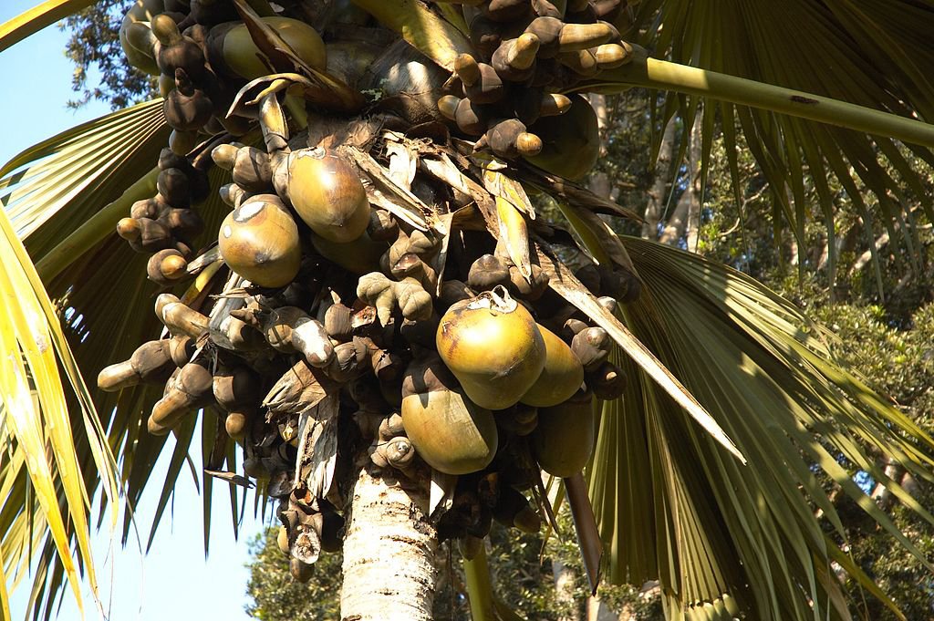 Double Coconut Palm Coco de mer. The name coco de mer is French, and means "coconut of the sea".