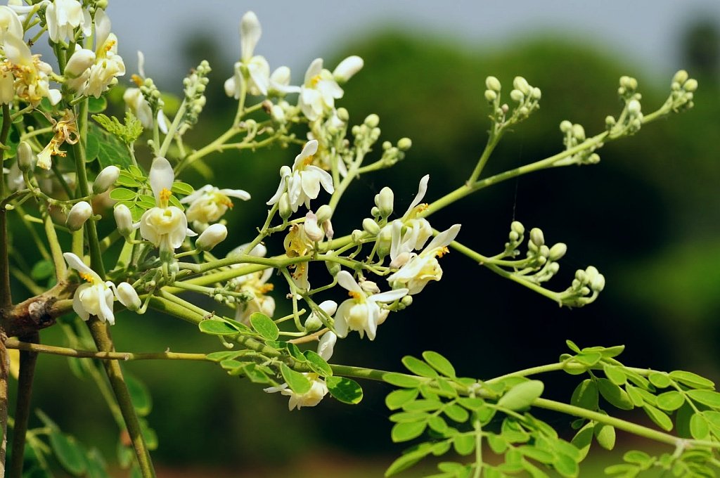 Moringa-oleifera-Drumstick-Flower