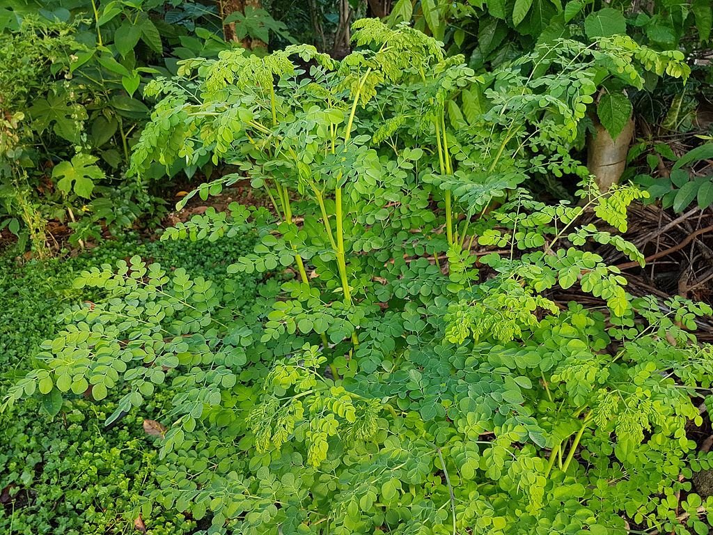 Moringa-oleifera-tree