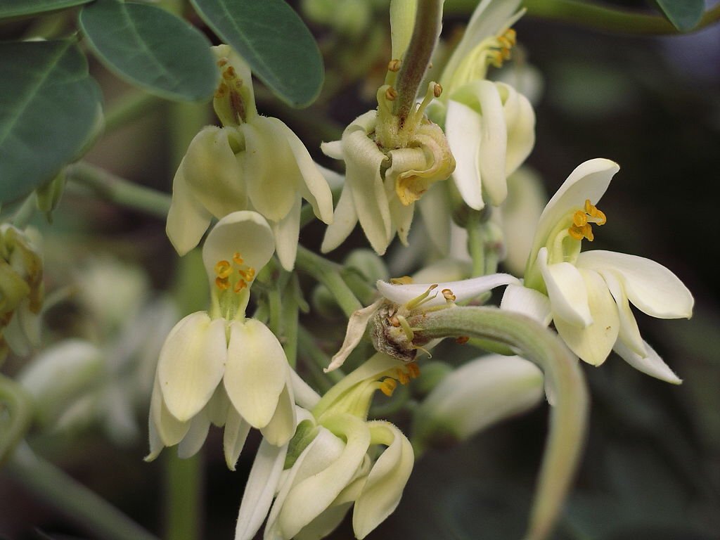 Moringa_flower