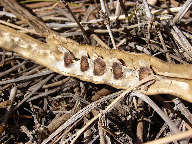 Moringa_oleifera-pod