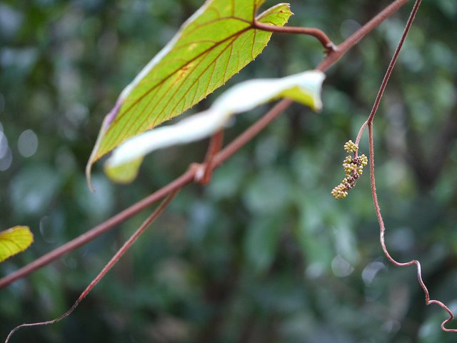 ampelocissus-indica-5.jpg