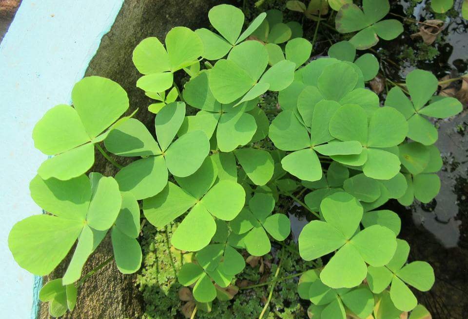 Marsilea quadrifolia
